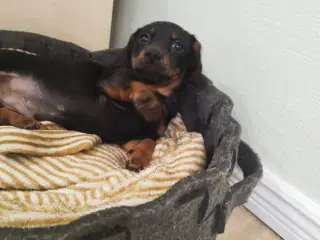 Danmarks Sødeste Gravhunde hvalpe