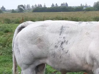blå kvæg tyre polled