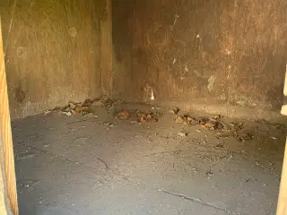 Hundehus 