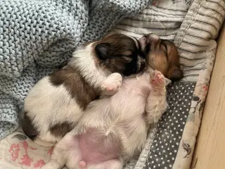 Mini boomer 