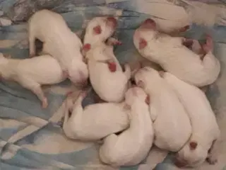Samojed/Dansk Spids hvalpe 8 uger 30/8
