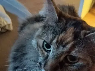 Hunkat Molly 