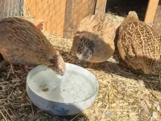 3 x jumbo vagtler til 100 kr. 