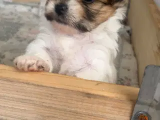 Mini boomer 