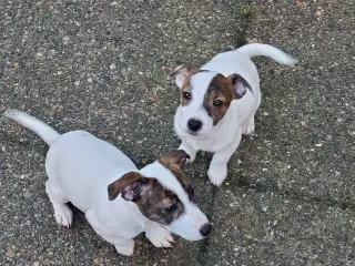 lav benet Jack Russel terrier hvalpe