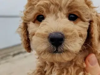 Billedskønne labradoodle 1b hvalpe