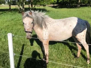 Pony 3år 125cm hoppe