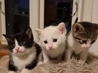Søde kattekillinger