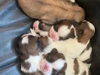 Rene shih tzu hvalpe til salg 