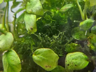 Akvarie planter