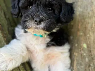 Ludvig - Doodle hvalp på 8 uger, testede forældre