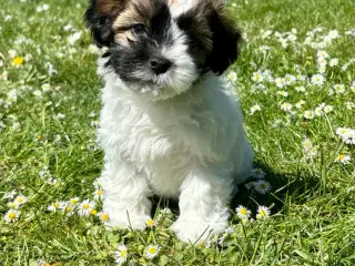 Skønne Bichon Havanais-hvalpe
