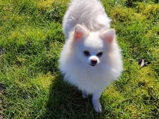 Pomeranian | GulogGratis - Pomeranian til salg | Køb Pomeranian hunde og  hvalpe på GulogGratis