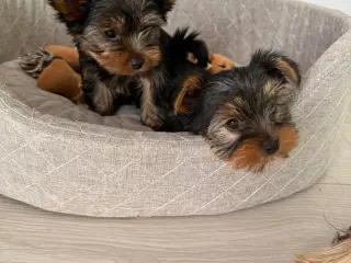 Yorkshire Terrier hvalpe