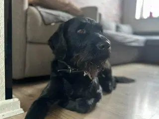 hanhund til avl 4år gammel