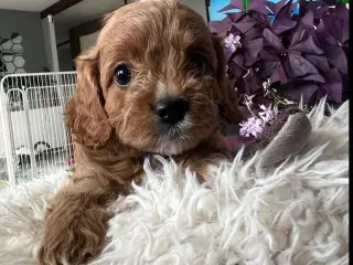 Cavapoo F1