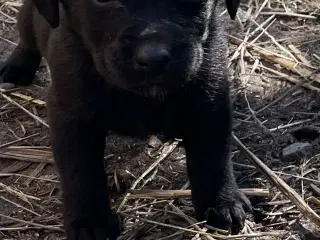 Hundehvalpe 