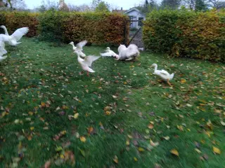 Løbeandrikker med dusk på hovedet