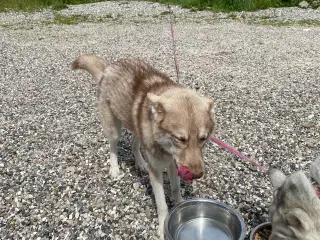 Serbierian  husky 