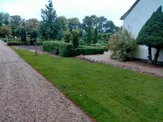 Rullegræs-nyhøstet