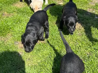 De sødeste Labrador hvalpe
