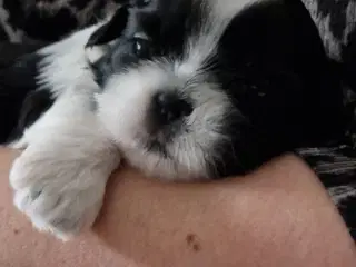 Shih Tzu hvalpe 