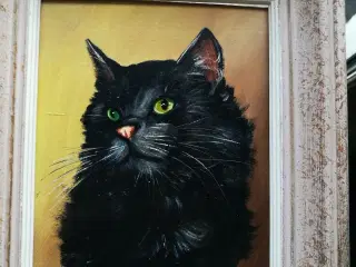 Katteportræt gerne bud.