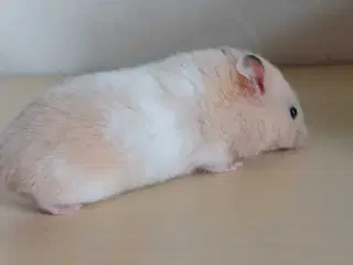 Guldhamster unger
