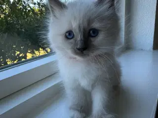 Ragdoll / Hellig Birma - 1 Killing Sælges