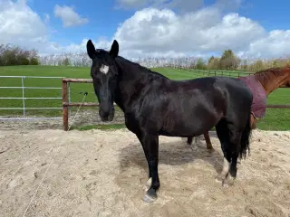 Sächs- Thür. schweres Warmblut