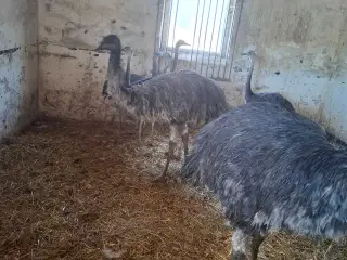 1 par emuer 