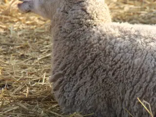 Drægtigt får sælges