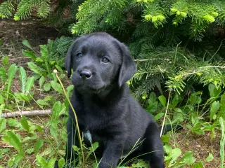 Labrador hvalpe