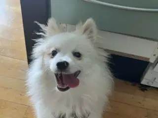 Smilende og kærlig hund søger nyt hjem