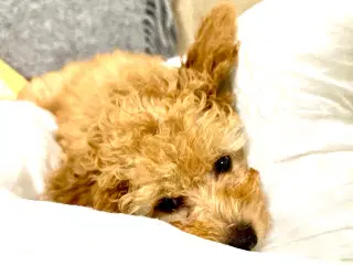 🐾 En lille pelsklump søger nyt hjem! 🐾