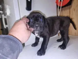 Cane corso hvalpe 