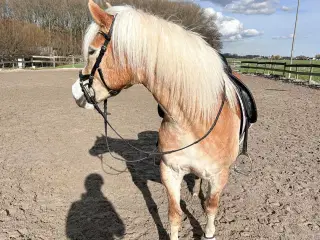 En multitalentet walisisk pony