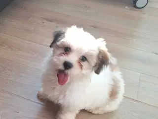 Lhasa apso / malteser