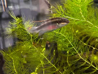 Kribensis Han