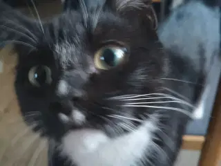 Kat gratis med kattemad og kattebakke gratis og va