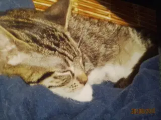 Efterlysning af kat FLS056