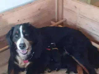 Berner Sennen hvalpe med stamtavle