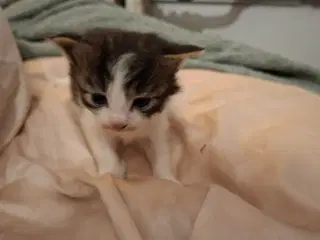 Maine Coon killinger, klar 17 juni