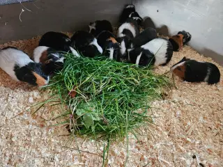 Marsvine hunner, voksne