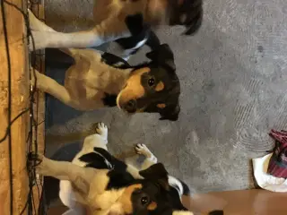 Dansk Svensk Gårdhundehvalpe-4 han- og 2 tævehvalp