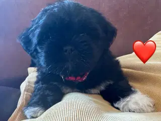 Lhasa Apso hvalpe m/DKK