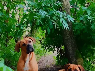 Cane Corso/Rottweiler 