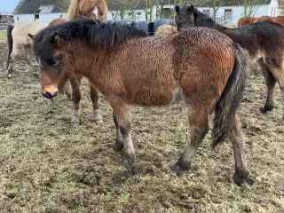 Ponyhingst, 1 år, Welsh/islænder
