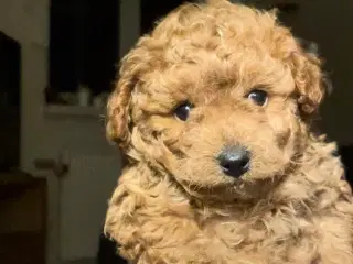 Fawn dværg puddelhvalpe 