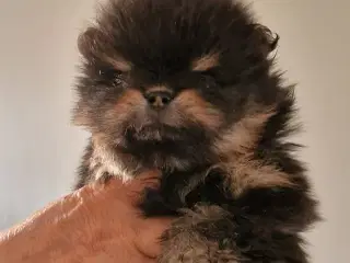 Pomeranian  5 uger Black an tan 
